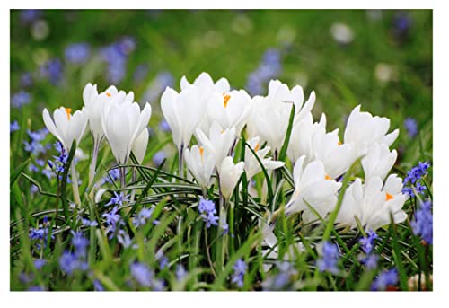 10x Crocus Joan of Arc Large Flowering Early Spring Bulbs Jeanne d'Arc White Flowers Ready for Planting Now Hardy Perennial Bee Friendly