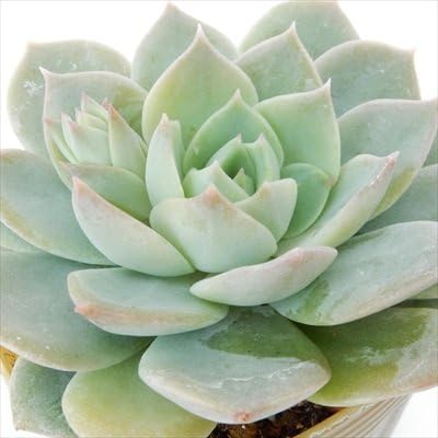 Amazon Kfエケベリア ファンクイーン 多肉植物 エケベリア 観葉植物 オンライン通販 Amazon Kfエケベリア ファンクイーン 多肉植物 エケベリア 観葉植物 オンライン通販