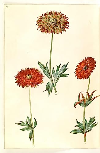 Tableau Anémone vintage pour sublimer la décoration de votre chambre à coucher 60x90