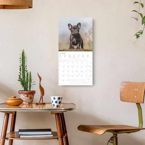 Alpha Edition - Welpen Kalender 2026 – Wandkalender 30x30 cm (30x60 cm geöffnet) – Für Hundeliebhaber – 12 süße Hundefotografien, viel Platz für Notizen, mit Feiertagen & Ferienterminen: Puppies