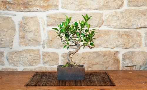 Bonsai 6 Anni con Portavaso Decorativo orientale (Bronzantico, Ficus Retusa)
