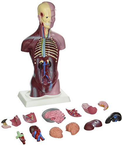 Image of Budget Little Joe - Anatomical Torso with both Muscular and Surface Skin by Anatomical Chart Company