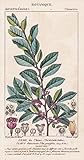 chinesische ulme substrat  Orme de Chine. Ulmus chinensis. - Chinese elm China Chinesische Ulme Botanik botany botanical