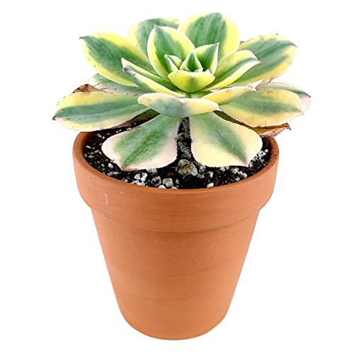 Aeonium Sunburst 2 Inch | Premium Colorful Collection Of Live Aeonium Succulent Plants | Healthy Rosettes Succulents Fully Rooted In 2/4/6 Inch Sizes | Mother's Day Gift Rare Varieties #TOP4
