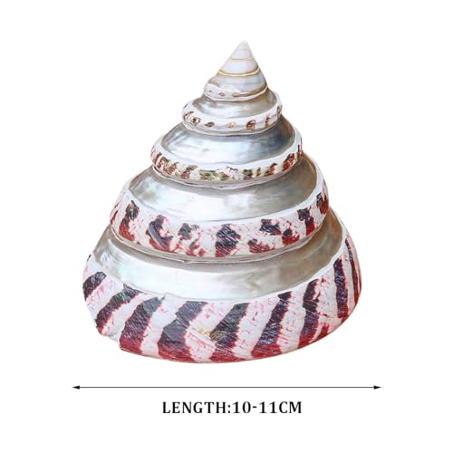 Conque de mer naturelle 10-11cm pour sublimer votre aquarium