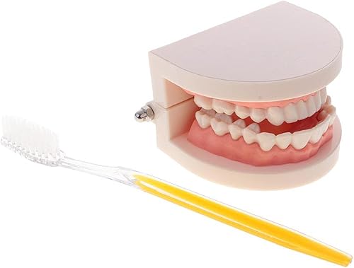 Modelo de dientes de boca humana 1:1 con cepillo de dientes Cuidado de dientes Enseñanza Escuela Aprendizaje Ayuda Oficina Ornamento