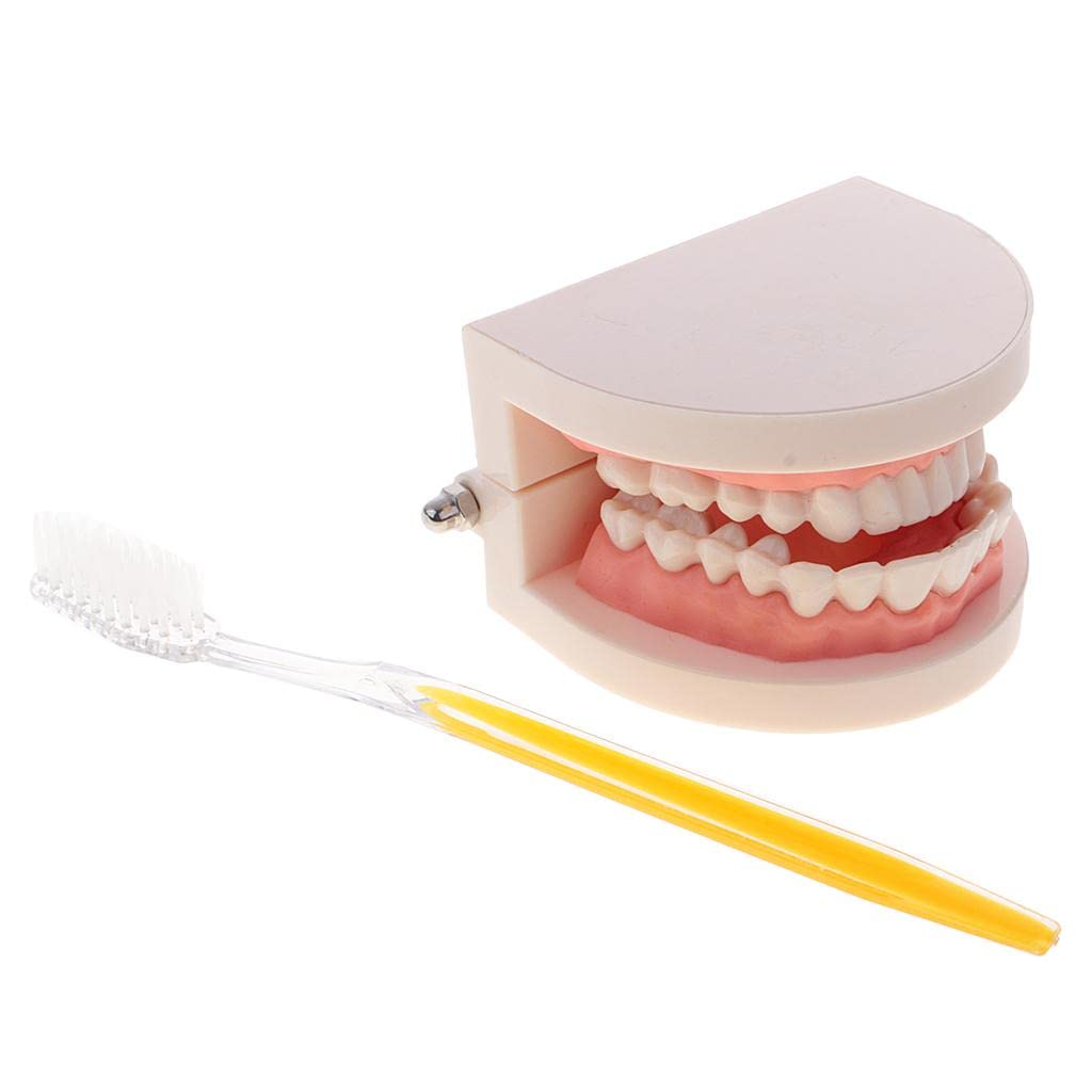 MonkeyJack 1:1 Human Mouth Teeth Model with Toothbrush Tooth Caring Teaching School Learning Aid Office Ornament