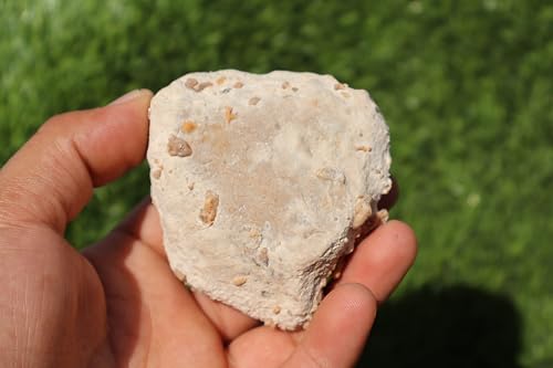 Image of Ammonites & Gastropods Plate Cretaceous Fossils Fossils from Morocco Fossil Rock ammonites Fossil from Morocco A121
