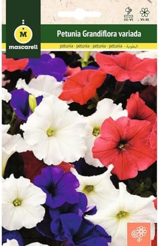 Mascarell Seeds, PETUNIA GRANDIFLORA VARIADA, Seeds Flowers Outdo...