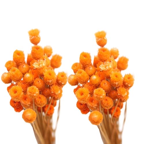 Ramo de Margaritas Secas Naranjas 50 Tallos Decoración miniatura 5