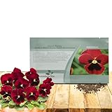 Outsidepride Red Flame Viola Pansy Seeds for Planting - 1,000 Pcs. Biennials, Trailing, Cold-Hardy & Pollinator Friendly Flowers with Fragrant Blooms for Garden Beds, Borders & Container Displays