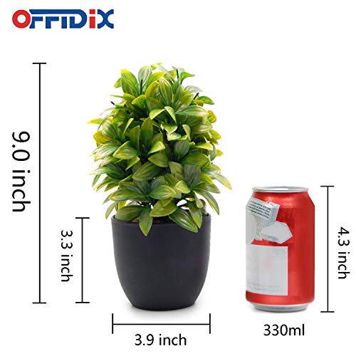 Mejores review On-line Venta de plantas naturales - los más vendidos. 11 Imagen adicional