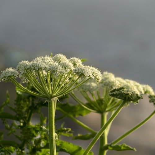 Semi di levistico, giardino di semi di aromatiche, rare cucina dell'orto balcone 150pcs