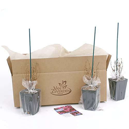 Bloomin' Easy® Weigela Stunner™ 4" Potted Rocketliners® Set Of 3 Plants By Van Zyverden #TOP6