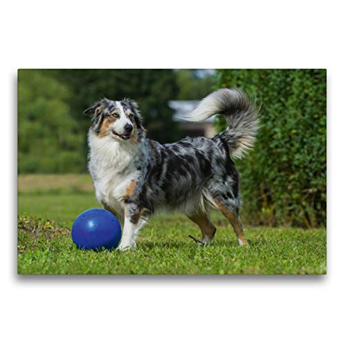 Premium Textil-Leinwand 75 x 50 cm Quer-Format Bekannt wie ein bunter Hund. Australian Shepherd - Familienplaner hoch, Leinwanddruck von SiSta-Tierfoto