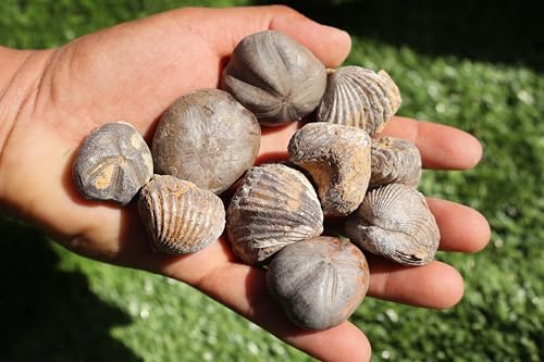 Image of Amazing Marine Fossil Collection: 4 Fossilized Sea Urchins and 6 Authentic Brachiopods, Perfect for Collectors and Natural Decor A169