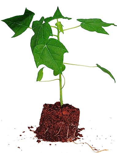 THOMAS BIOTECH Elite Dwarf Tissue Culture Papaya 'DAWN DELIGHT, Exclusive Female Plants, Seedless Medium-Size Fruits; Packed in single-plant boxes (Follow unboxing instructions)