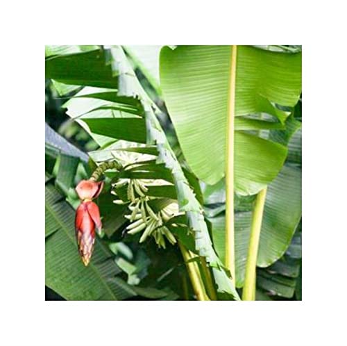 Pcs - 10x Musa (Bananier) Tuberculata Melon-Banane Jardin Plantes - Graines ID519 - Seeds & Plants Shop by Ipsa