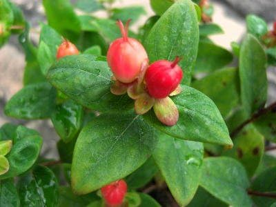 Amazon 樹木 苗 半常緑低木 ヒペリカム ジュエリーシリーズ 矮性種 赤実 ラベル付き３号苗 花
