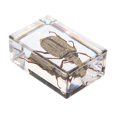 Ciieeo 1Pc Unique Specimen Exquisite Cockchafer Amber Sample for Science Education Creative Insect Resin Specimen for Students and Science Experiments