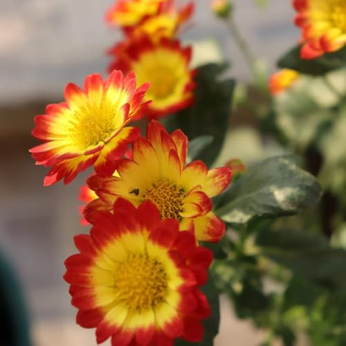 semi di margherita - balcone perenni resistenti margherita per recisi perenne resistente tappezzante to biologici per aiuola 250pcs