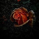8 Rose Records