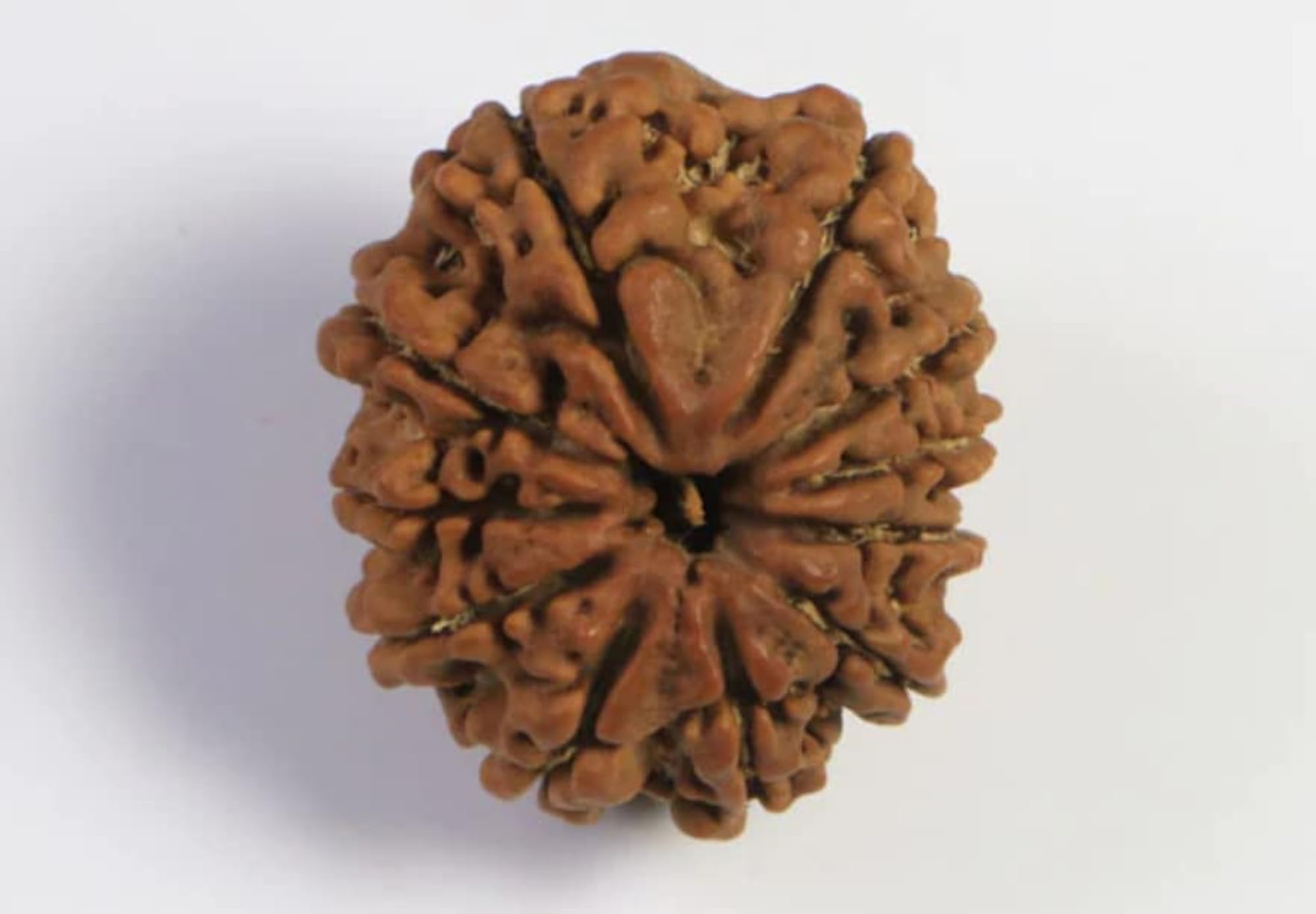 11 Mukhi Rudraksha Pendant, Certified Natural Bead