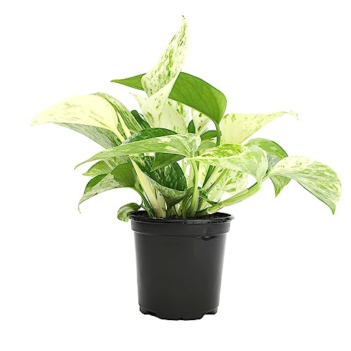 Marble Queen Pothos Plant in 4 Inch Planter Pot...