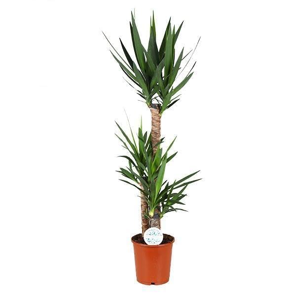 Yuca - 115-125cm - Ø24cm - Planta de interior - Hojas perennes