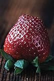 aroma ice cream co  Notebook: (6x9\") France Brittany Garden Fruit / Cover Photograph: Sweet Strawberry (macro photography) / Journal / Recipes / Desserts / Shopping Lists / Diary / &c. (108 pages)