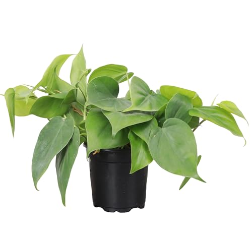 Thorsen's Greenhouse Live Heartleaf Philodendron Plant, Philodendron Hederaceum, Live Indoor Plant, 4" Diameter Pot