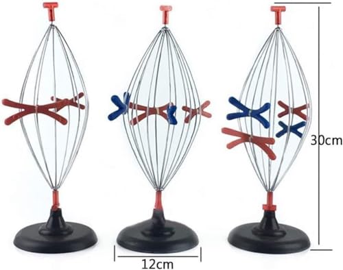Modèle de mitose et méiose cellulaire en 9 parties avec structures en relief ultra-précises - 6