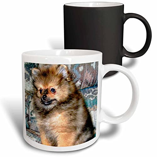 3dRose Dogs Pomeranian - Roxy, Puppy 11oz Magic Transforming Mug