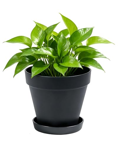 Bamworld Maceta con Plato 20 cm Macetero