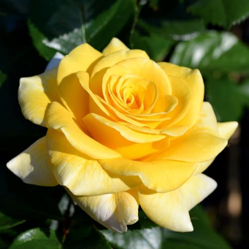 Duftende Edelrose 'Cassini'®, gelb, Topf 5 Liter