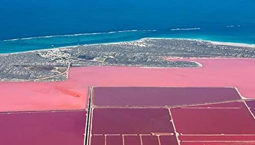 Dunaliella Salina Extract Powder 1Kg (1000 Grams), 20% Beta-Carotene. 100% Pure Dunaliella Organic. #TOP3