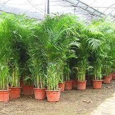 Areca palm seeds for planting || planting seeds for areca palm (50 seeds) (B0CL27CZTK) Amazon Price History, Amazon Price Tracker