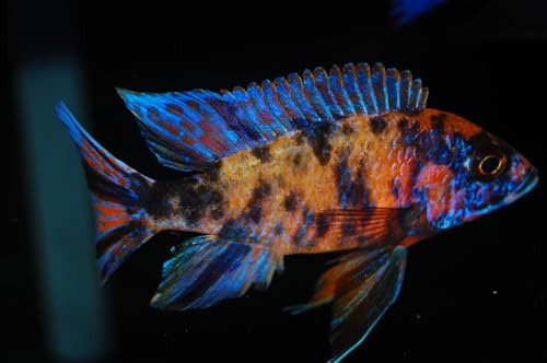 Aquatic Foods Inc. Bloodworms, Freeze Dried Bloodworms, Fresh Grade A Floating Bloodworms For All Tropical Fish thumb #5