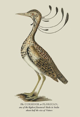 Curmoor Or Florican Print (Canvas Giclee 12x18)
