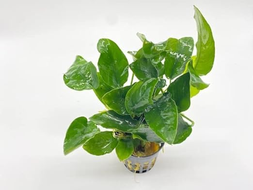 Amazon.co.jp: （水草）無農薬 アヌビアスナナ (1ポット分) 【水草