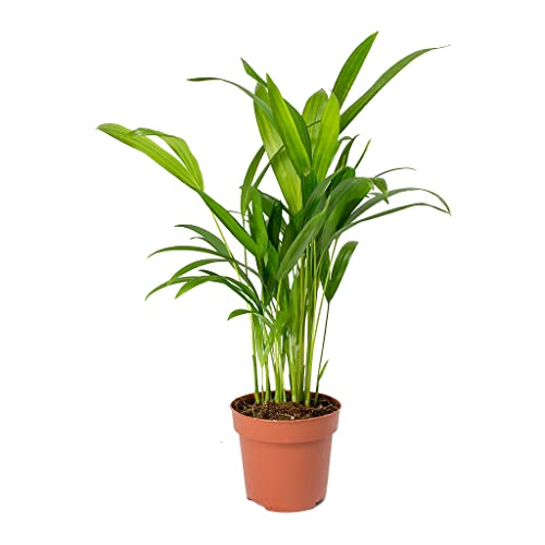 Eco-Chic Decor: Areca Palm Plant for Home & Office (1 Oxygen-Givi...