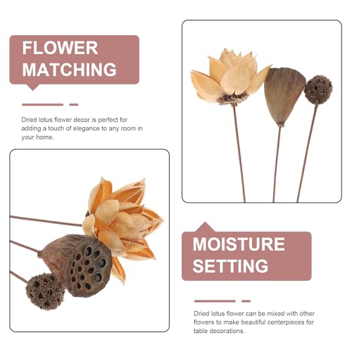 Ramo de loto seco decorativo natural preservado miniatura 7