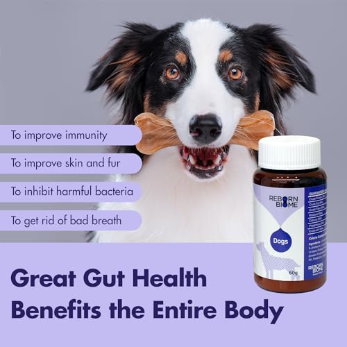 Image of Lacto Pet, Vegetable Dog Probiotics Powder and Digestive Enzymes - Pollack Flavor, Supports Immune Function, Digestive Support, Digestive Health Diarrhea, Helps Control Binge Eating & Weight, 2.1oz.