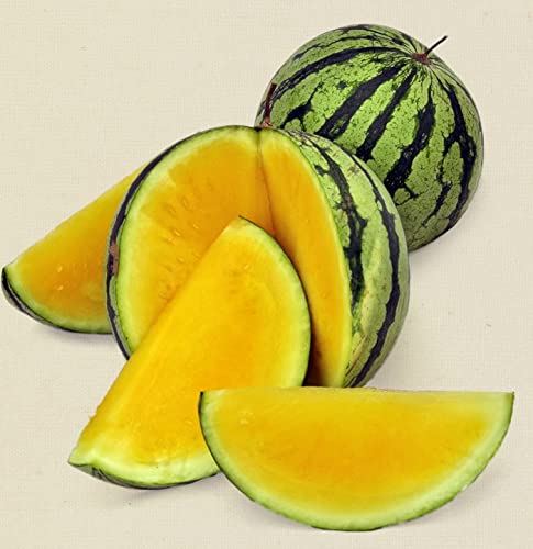 Seedsup - 30+ Yellow Flesh Doll Babies Desert King Watermelon (Not Seedless, With Few Seeds) - Fruit #TOP1