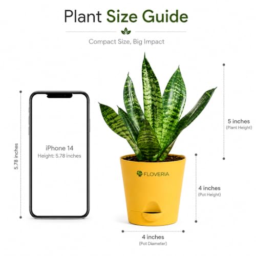 Image of Snake Plant Live Indoor with Pot | Air Purifying Indoor Plant | Low Maintenance House Plant for Home, Office & Bedroom | Sansevieria Live Plant for Home Decor & Gifting