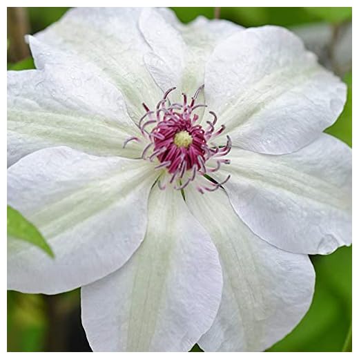 Clematis 'Miss Bateman' Hardy Compact Climber Plant Flowering Shrub | 9cm Pot