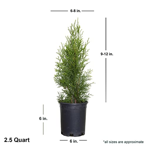 2.5 Qt - Emerald Green Arborvitae (Thuja Occidentalis), Large Evergreen Shrub/Tree #TOP4