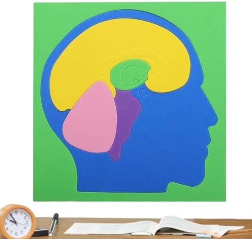 Anatomie Hersenen educatief puzzelen