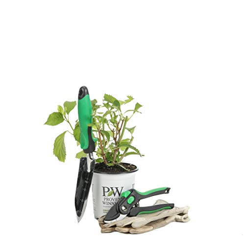 Invincibelle Limetta Smooth Hydrangea, Live Shrub, Green-White Flowers, 4.5 In. Quart #TOP4