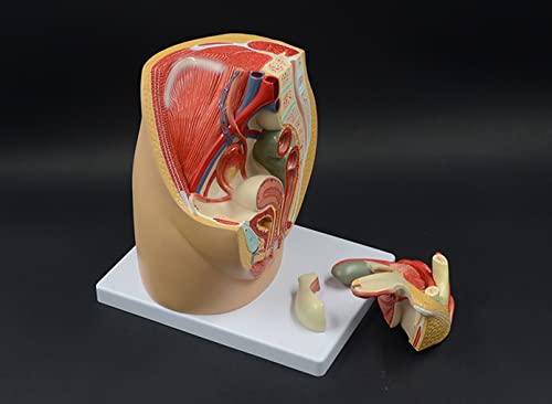 Teaching Model Tools,Female Reproduction System Model Female Gender Organs Model Anatomy Model Female Pelvic Uterus Medical Gynaecology Sagittal Model of Human Female Pelvis 33 X 2